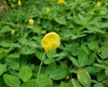 Yellow Goober flower