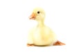 Yellow goose on white background. Little gosling isolated on white background Royalty Free Stock Photo