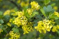 Yellow gooseberry flowers. Selective focus Spring warm day Royalty Free Stock Photo