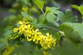 Yellow gooseberry flowers. Selective focus Spring warm day Royalty Free Stock Photo