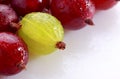 Yellow gooseberry among red gooseberries Royalty Free Stock Photo