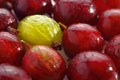 Yellow gooseberry among red gooseberries Royalty Free Stock Photo