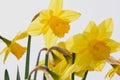 Yellow! Gorgeous backlit daffodil surrounded by blurred yellow petals