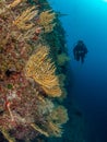 Yellow gorgonian, Eunicella cavolini, at Solchiaro Point. Procida, Mediterranean Sea Royalty Free Stock Photo