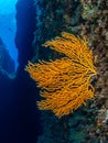 Yellow gorgonian, Formiche Reef/ Royalty Free Stock Photo