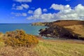 Yellow gorse above the wild pembrokeshire coastline