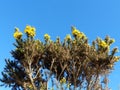 Yellow Gorse against the blue sky Royalty Free Stock Photo