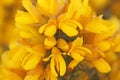 Gorse bush in flower in close up Royalty Free Stock Photo