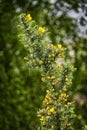 Yellow Gorse Flower in Scotland