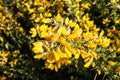 Yellow Gorse in flower