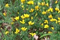 Yellow gorse flowers