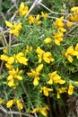 Yellow gorse flowers