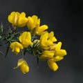 Yellow Gorse Flowers with Dark Background.