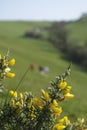 Yellow gorse flowers Ulex europaeus with green hills, fields and anonymous walkers in background