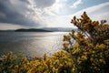 Yellow gorse in front of lake