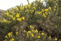 Yellow gorse in the spring Royalty Free Stock Photo