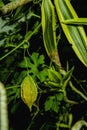 Bitter gourd is a biennial plant that is grown and easy to use, low-cost care