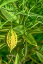 Bitter gourd is a biennial plant that is grown and easy to use, low-cost care