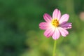 Pink flowers that bloom in beautiful summer