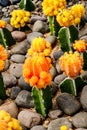 Yellow Grafted Moon Cactus -