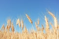 Yellow grain ready for harvest Royalty Free Stock Photo