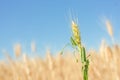 Yellow grain ready for harvest Royalty Free Stock Photo