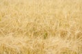 Yellow grain ready for harvest Royalty Free Stock Photo