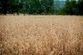 Yellow grain ready for harvest growing in a farm field Royalty Free Stock Photo