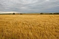 Yellow grain ready for harvest growing in a farm field Royalty Free Stock Photo