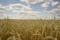 Yellow grain ready for harvest growing in a farm field