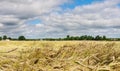 Yellow grain ready for harvest Royalty Free Stock Photo