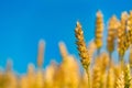 Yellow grain ready for harvest growing in a farm field with beautiful blue sky. Wheat ears in field Royalty Free Stock Photo