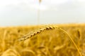 Yellow grain ready for harvest growing in a farm field Royalty Free Stock Photo