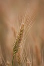 Yellow grain ready for harvest growing in a farm field Royalty Free Stock Photo