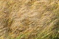 Yellow grain ready for harvest growing in a farm field Royalty Free Stock Photo