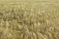 Yellow grain ready for harvest growing in a farm field Royalty Free Stock Photo