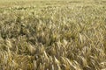 Yellow grain ready for harvest growing in a farm field Royalty Free Stock Photo