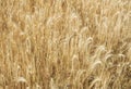 Yellow grain ready for harvest growing Royalty Free Stock Photo