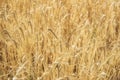 Yellow grain ready for harvest growing Royalty Free Stock Photo