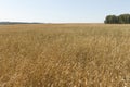 Yellow grain ready for harvest growing in a farm field Royalty Free Stock Photo