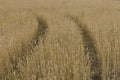 Yellow grain ready for harvest growing in a farm field Royalty Free Stock Photo