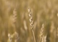 Yellow grain ready for harvest growing in a farm field Royalty Free Stock Photo