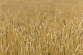 Yellow grain ready for harvest growing in a farm field Royalty Free Stock Photo