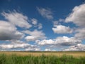 Yellow grain ready for harvest growing in a farm field Royalty Free Stock Photo