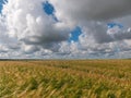 Yellow grain ready for harvest growing in a farm field Royalty Free Stock Photo