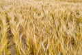 Yellow grain ready for harvest growing in a farm field Royalty Free Stock Photo