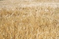 Yellow grain ready for harvest growing i Royalty Free Stock Photo