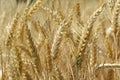 Yellow grain ready for harvest Royalty Free Stock Photo