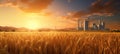 Agriculture sunrise summer sunset field sunlight farm landscape wheat nature sky background sun yellow Royalty Free Stock Photo