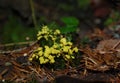 A yellow granular plasmodium of a slime mold on a moss